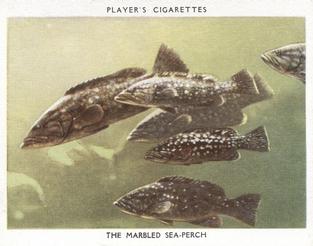 1932 Player's Aquarium Studies #21 The Marbled Sea-perch Front