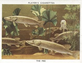 1932 Player's Aquarium Studies #22 The Pike Front