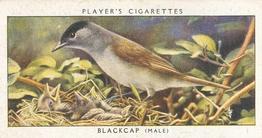 1937 Player's Birds & Their Young #1 Blackcap Front