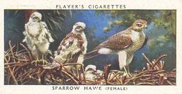 1937 Player's Birds & Their Young #20 Sparrow Hawk Front