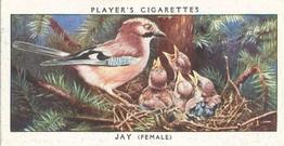 1937 Player's Birds & Their Young #21 Jay Front