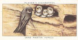 1937 Player's Birds & Their Young #22 Sand Martin Front