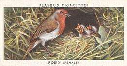 1937 Player's Birds & Their Young #28 Robin Front