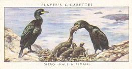 1937 Player's Birds & Their Young #29 Shag Front