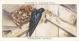 1937 Player's Birds & Their Young #37 Swallow Front
