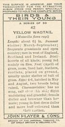 1937 Player's Birds & Their Young #42 Yellow Wagtail Back