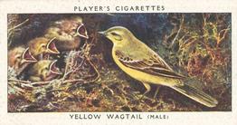1937 Player's Birds & Their Young #42 Yellow Wagtail Front