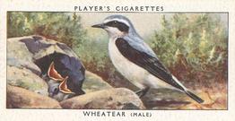 1937 Player's Birds & Their Young #46 Wheatear Front