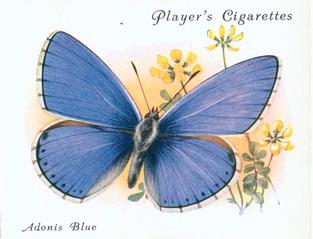 1934 Player's British Butterflies #2 Adonis Blue Front