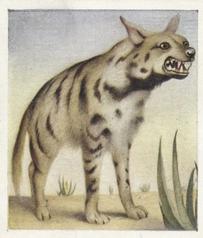 1936 Godfrey Phillips Animal Studies #1 Striped Hyena Front