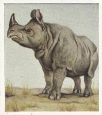 1936 Godfrey Phillips Animal Studies #2 Indian Rhinoceros Front