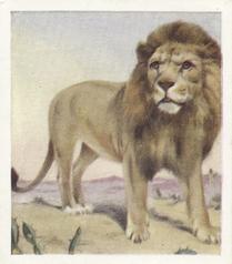 1936 Godfrey Phillips Animal Studies #3 Lion Front