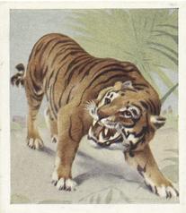 1936 Godfrey Phillips Animal Studies #4 Tiger Front