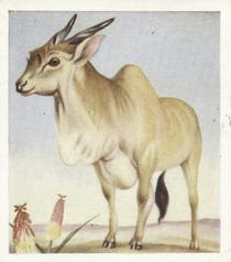 1936 Godfrey Phillips Animal Studies #5 Common Eland Front