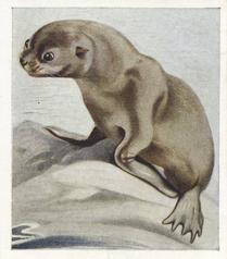1936 Godfrey Phillips Animal Studies #6 Fur Seal Front