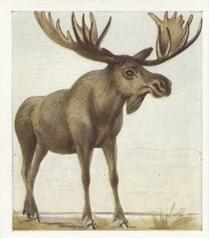 1936 Godfrey Phillips Animal Studies #7 Moose Front