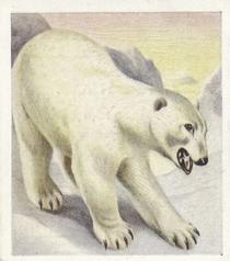1936 Godfrey Phillips Animal Studies #11 Polar Bear Front