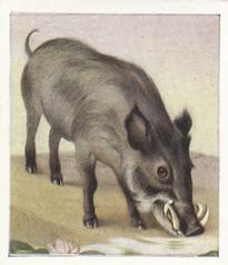 1936 Godfrey Phillips Animal Studies #13 Indian Wild Boar Front
