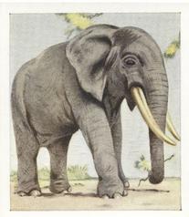 1936 Godfrey Phillips Animal Studies #14 Elephant Front