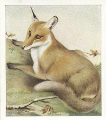 1936 Godfrey Phillips Animal Studies #18 Fox Front