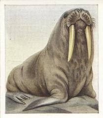 1936 Godfrey Phillips Animal Studies #19 Walrus Front