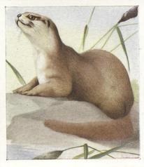 1936 Godfrey Phillips Animal Studies #20 Common Otter Front