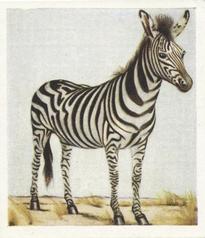 1936 Godfrey Phillips Animal Studies #21 Burchell's Zebra Front