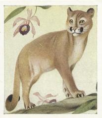 1936 Godfrey Phillips Animal Studies #23 Puma Front