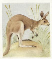 1936 Godfrey Phillips Animal Studies #25 Red Kangaroo Front