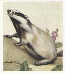 1936 Godfrey Phillips Animal Studies #28 Badger Front
