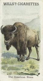 1900 Wills's Cigarettes Animals & Birds (Descriptive) #NNO American Bison Front