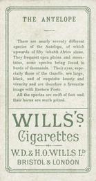 1900 Wills's Cigarettes Animals & Birds (Descriptive) #NNO Antelope Back