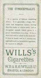 1900 Wills's Cigarettes Animals & Birds (Descriptive) #NNO Cynocephalus Back