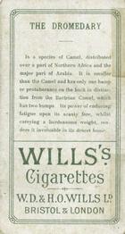 1900 Wills's Cigarettes Animals & Birds (Descriptive) #NNO Dromedary Back
