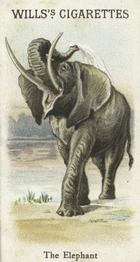 1900 Wills's Cigarettes Animals & Birds (Descriptive) #NNO Elephant Front