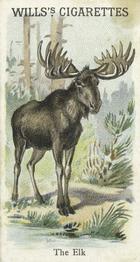 1900 Wills's Cigarettes Animals & Birds (Descriptive) #NNO Elk Front