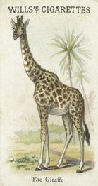 1900 Wills's Cigarettes Animals & Birds (Descriptive) #NNO Giraffe Front