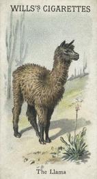 1900 Wills's Cigarettes Animals & Birds (Descriptive) #NNO Llama Front