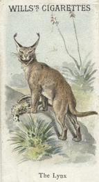 1900 Wills's Cigarettes Animals & Birds (Descriptive) #NNO Lynx Front