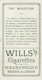 1900 Wills's Cigarettes Animals & Birds (Descriptive) #NNO Moufflon Back
