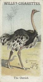 1900 Wills's Cigarettes Animals & Birds (Descriptive) #NNO Ostrich Front