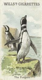 1900 Wills's Cigarettes Animals & Birds (Descriptive) #NNO Penguin Front