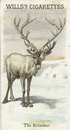 1900 Wills's Cigarettes Animals & Birds (Descriptive) #NNO Reindeer Front