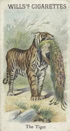 1900 Wills's Cigarettes Animals & Birds (Descriptive) #NNO Tiger Front