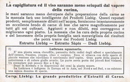 1932 Liebig Piante Parassite (Parasitic Plants) (Italian Text) (F1264, S1265) #2 Lathraea squamaria Back