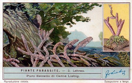 1932 Liebig Piante Parassite (Parasitic Plants) (Italian Text) (F1264, S1265) #2 Lathraea squamaria Front