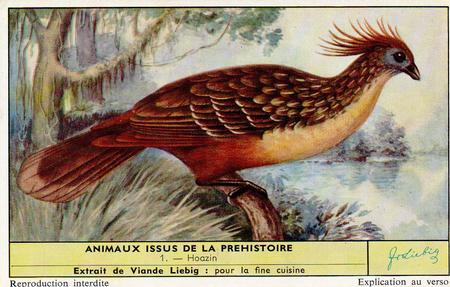 1959 Liebig Animaux issus de la prehistoire (Living Prehistoric Animals) (French Text) (F1701, S1705) #1 Hoazin Front