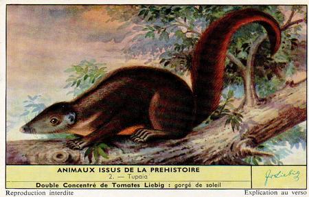 1959 Liebig Animaux issus de la prehistoire (Living Prehistoric Animals) (French Text) (F1701, S1705) #2 Tupaia Front