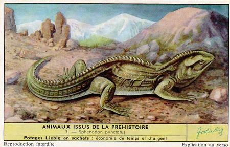 1959 Liebig Animaux issus de la prehistoire (Living Prehistoric Animals) (French Text) (F1701, S1705) #3 Sphenodon punctatus Front