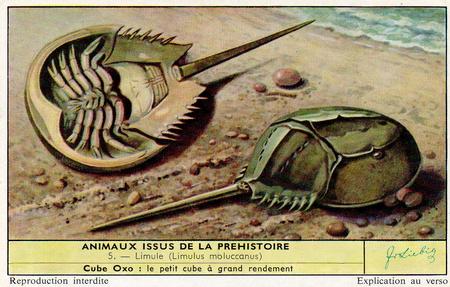 1959 Liebig Animaux issus de la prehistoire (Living Prehistoric Animals) (French Text) (F1701, S1705) #5 Limule (Limulus moluccanus) Front